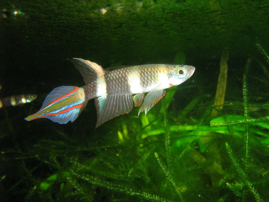 Epiplatys annulatus male - 1024x768